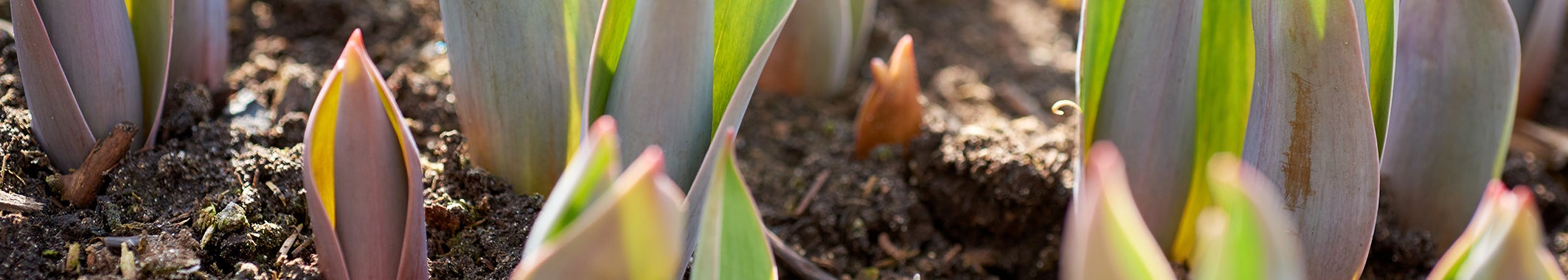 Home | Pump House Gardens